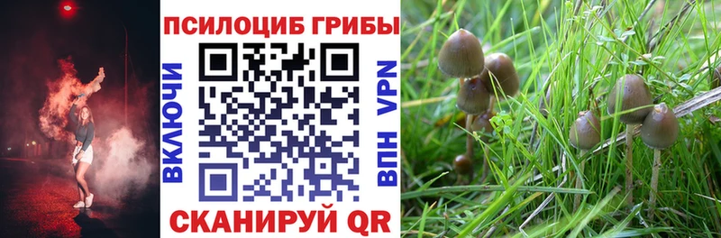 Псилоцибиновые грибы Psilocybe  Суровикино 